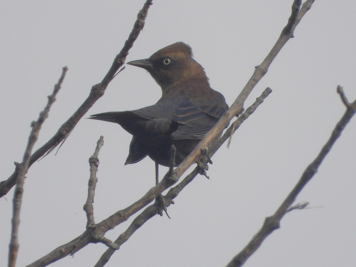 Rusty Blackbird - ML623996343