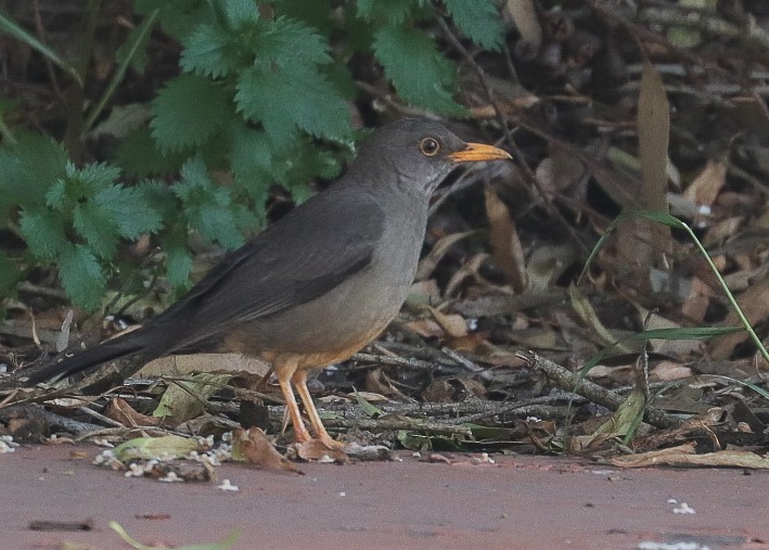 Karoo Thrush - ML623996344