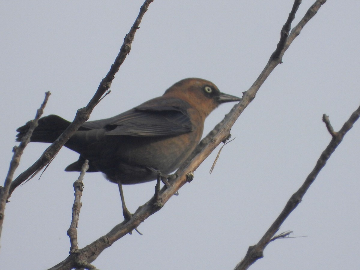 Rusty Blackbird - ML623996355