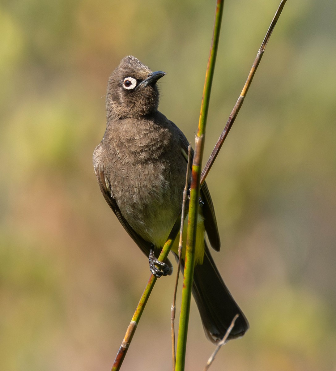 Cape Bulbul - ML623996357