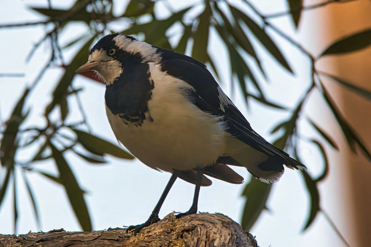 Magpie-lark - ML623996362