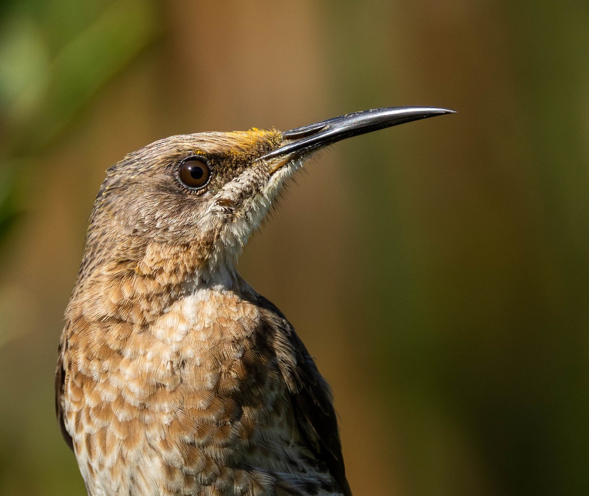 Cape Sugarbird - ML623996363