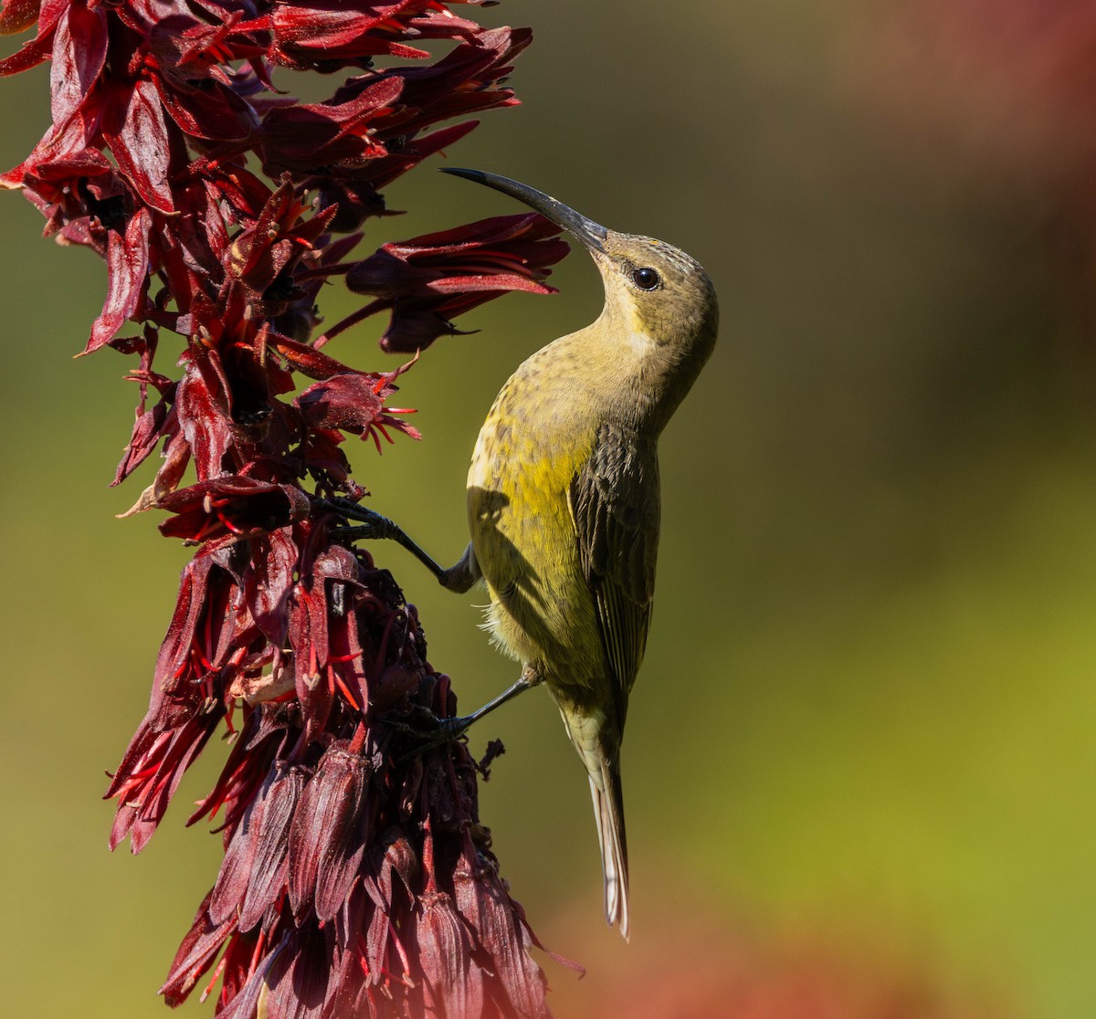 Malachite Sunbird - ML623996364