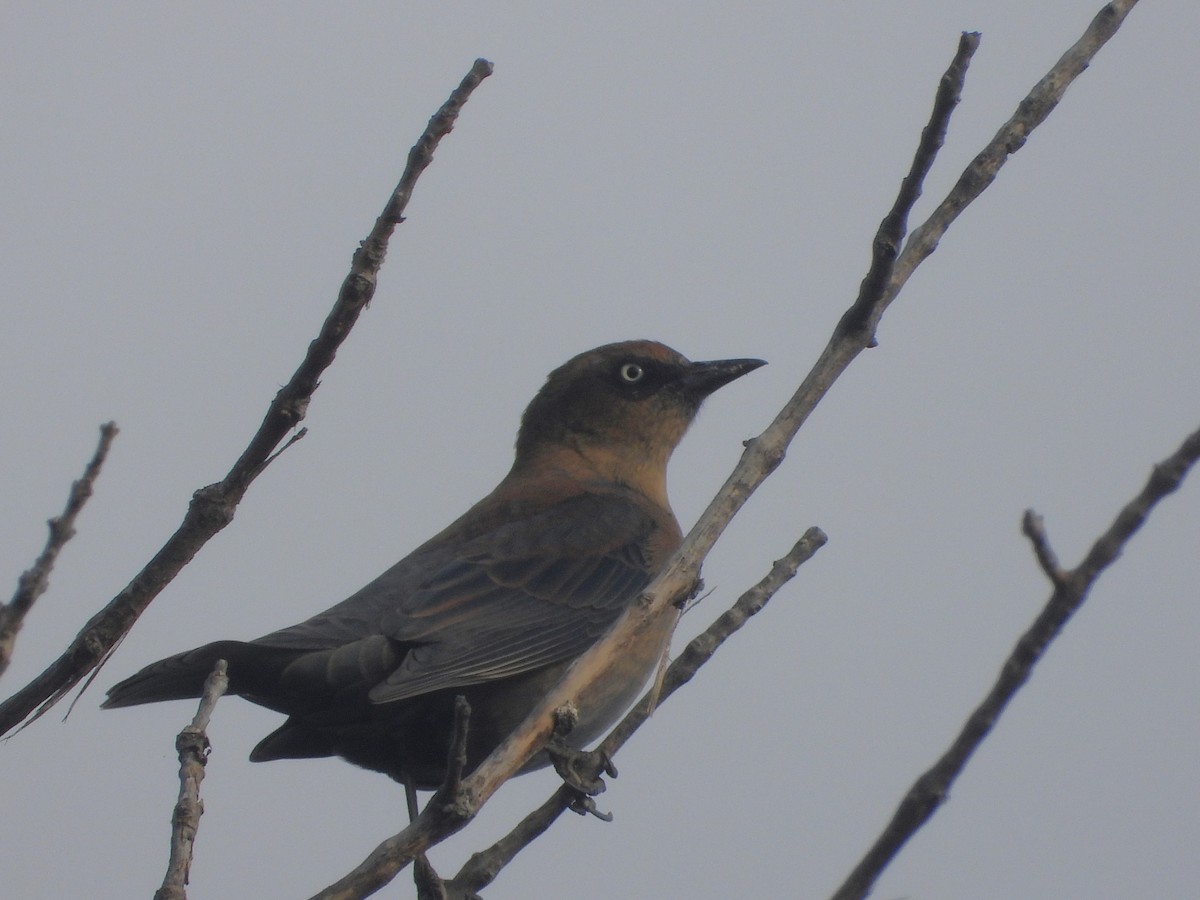 Rusty Blackbird - ML623996365