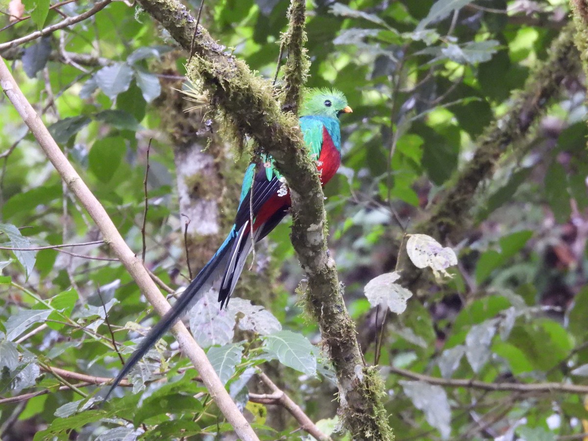 Resplendent Quetzal - ML623996367