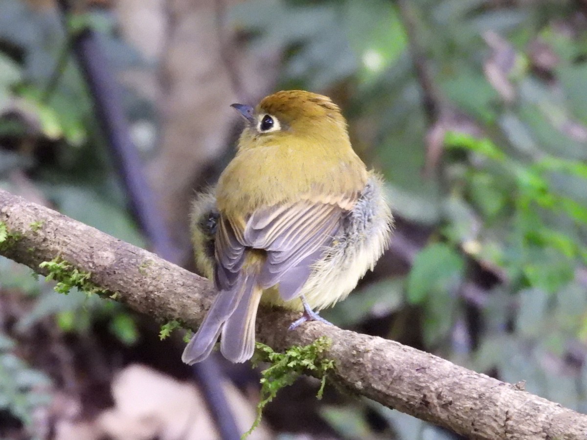 Yellowish Flycatcher - ML623996391