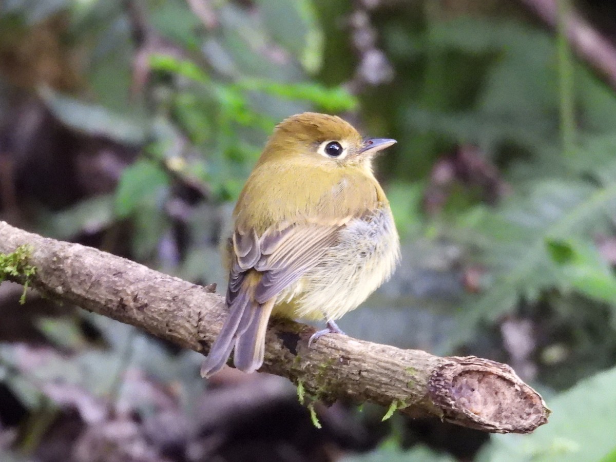 Yellowish Flycatcher - ML623996393