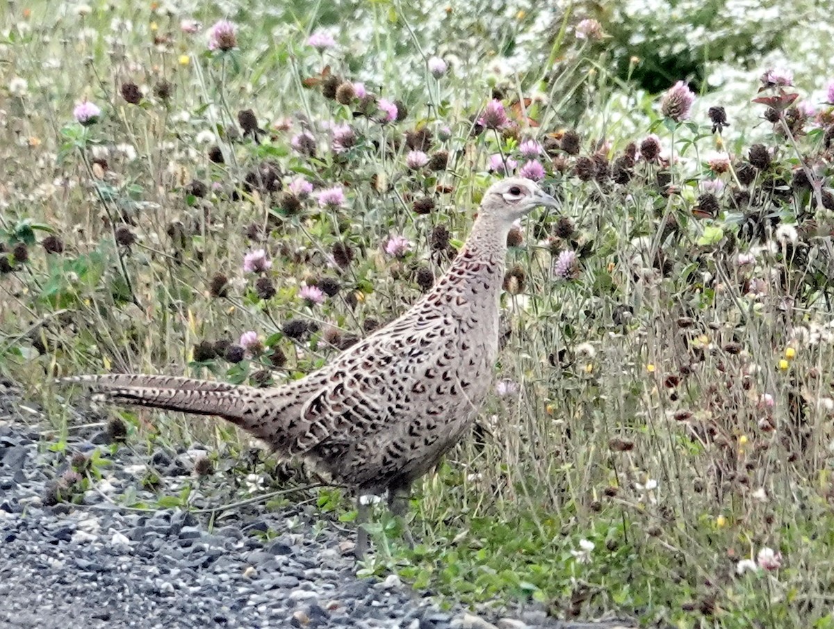 Ring-necked Pheasant - Mario Poirier