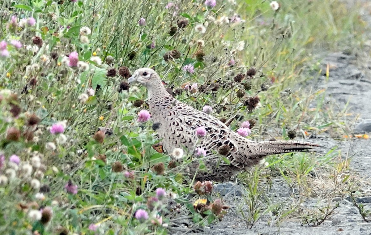 Ring-necked Pheasant - ML623996407