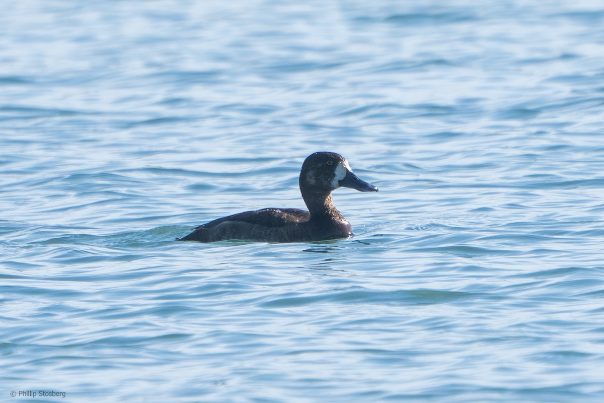 Porrón Bastardo - ML623996415