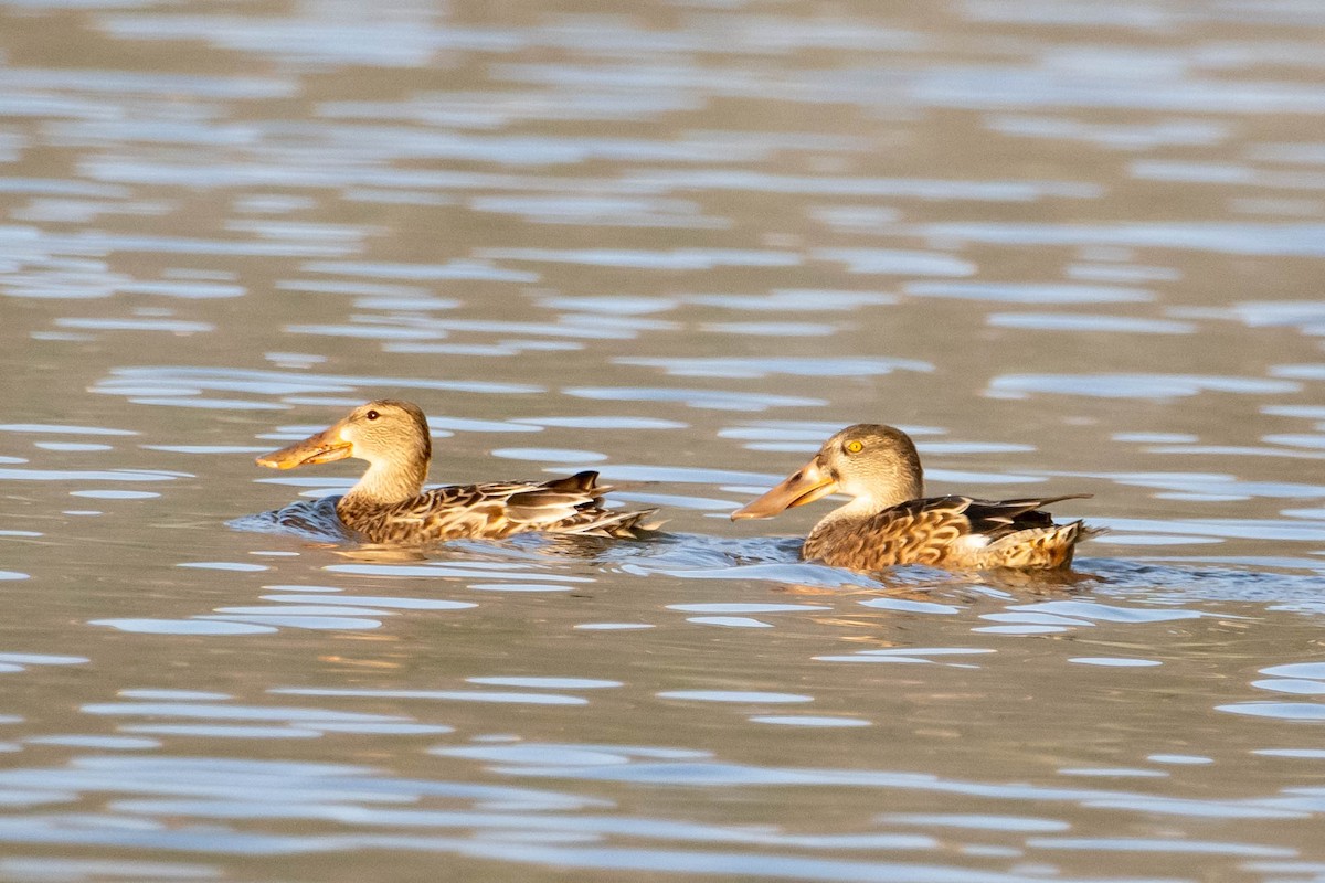 Canard souchet - ML623996434