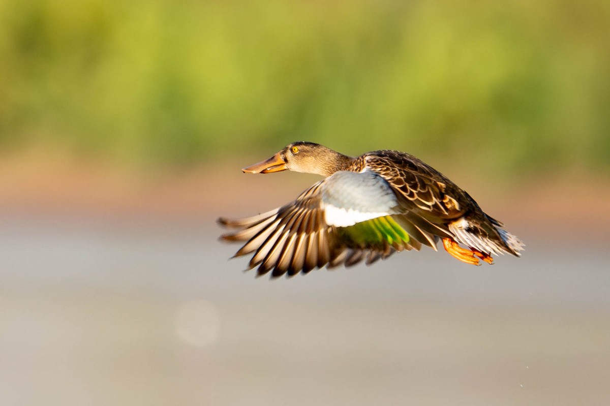 Northern Shoveler - ML623996436