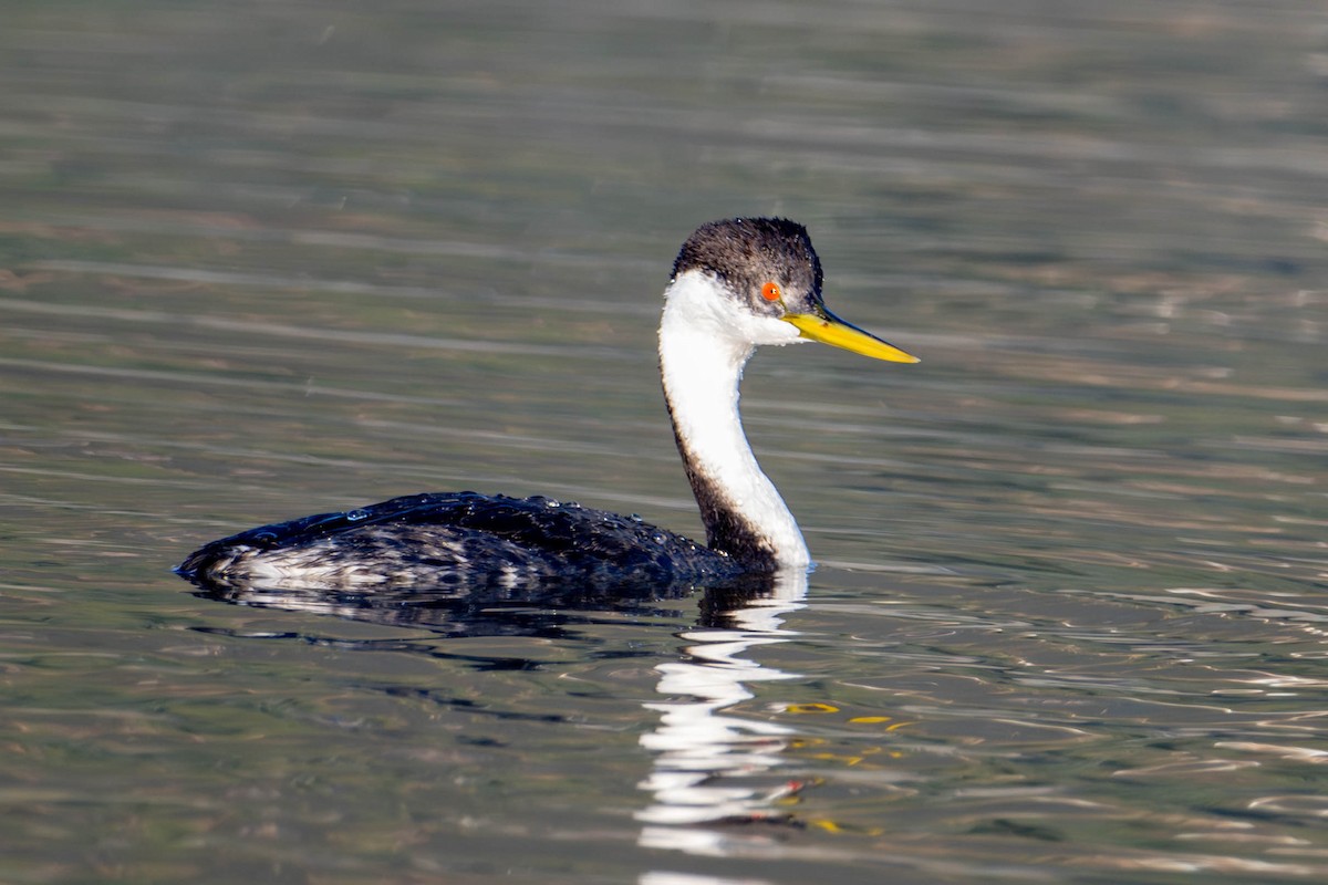 Western Grebe - ML623996443