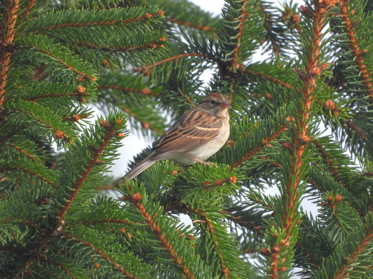 Chipping Sparrow - ML623996452