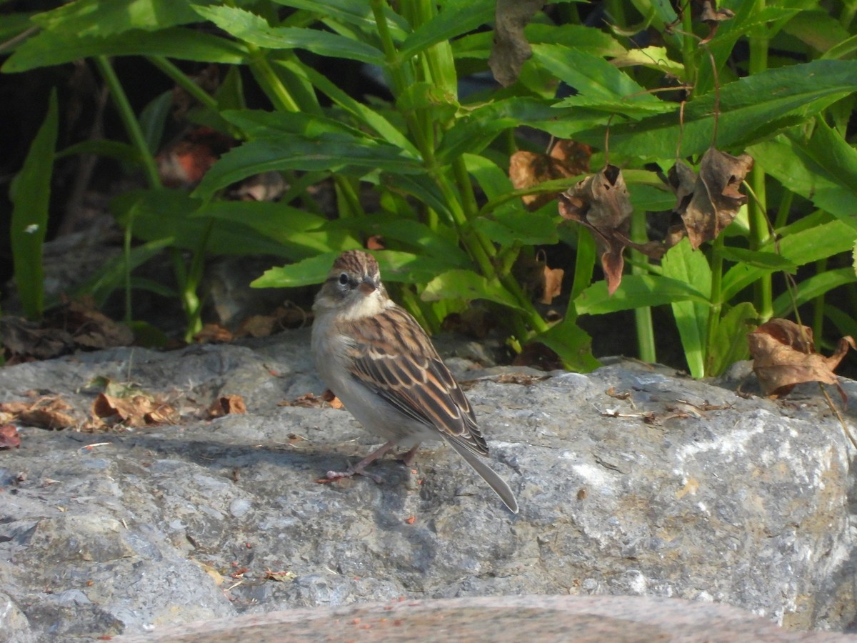 Chipping Sparrow - ML623996457