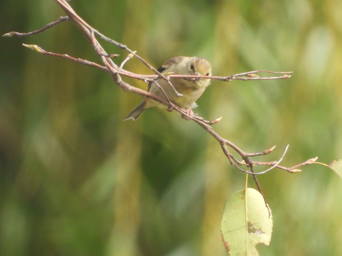 American Goldfinch - ML623996467