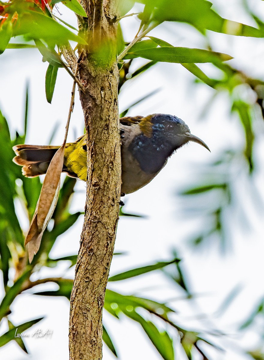 Reichenbach's Sunbird - ML623996484