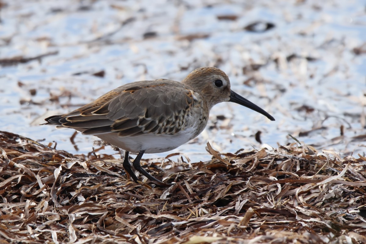 Dunlin - ML623996487