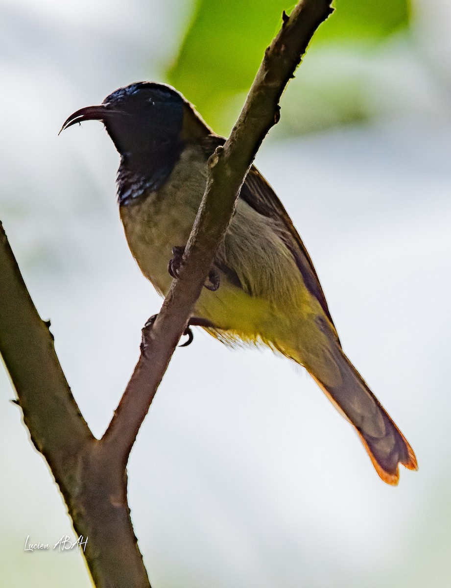 Reichenbach-Nektarvogel - ML623996488