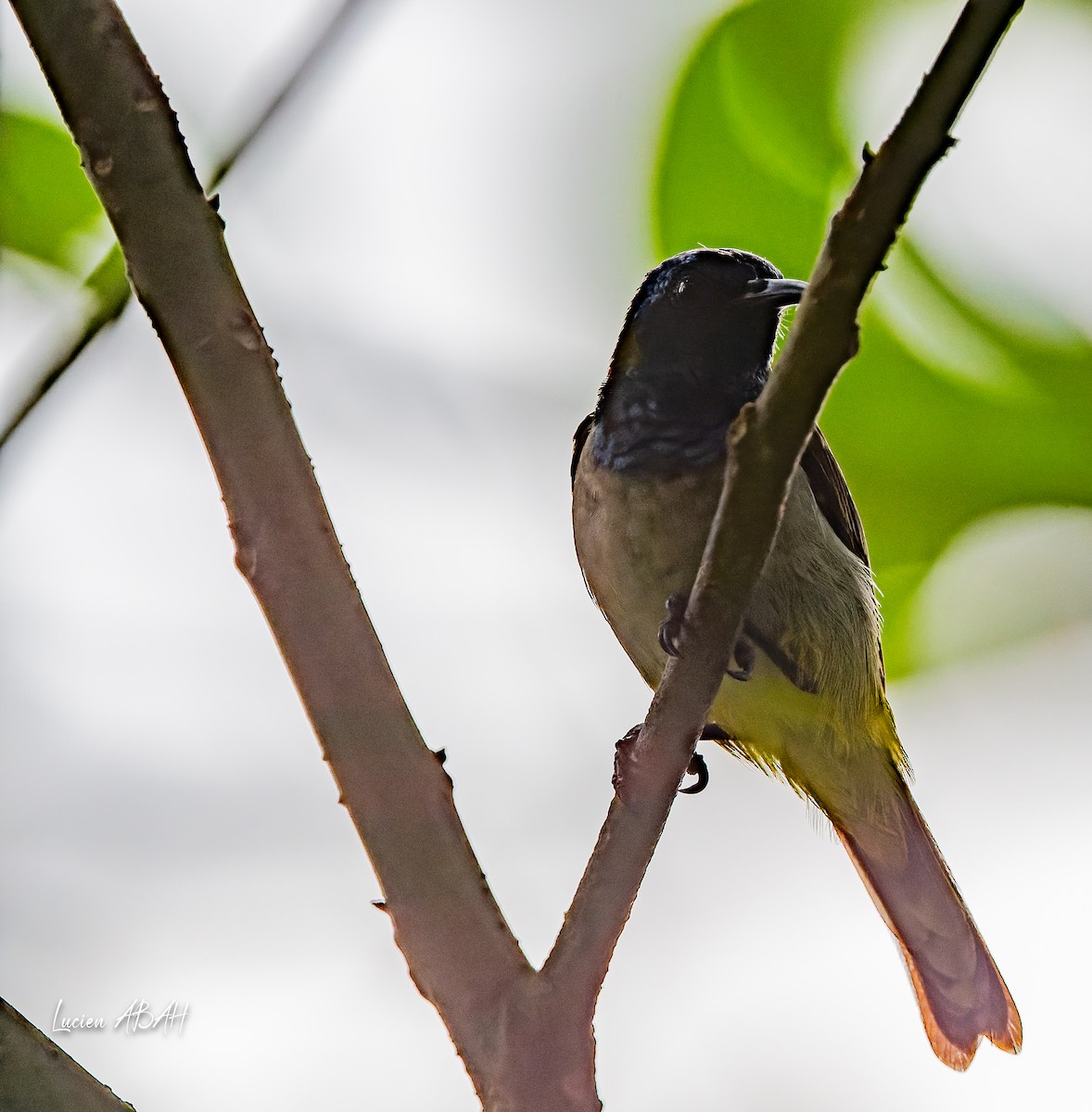 Reichenbach's Sunbird - ML623996489