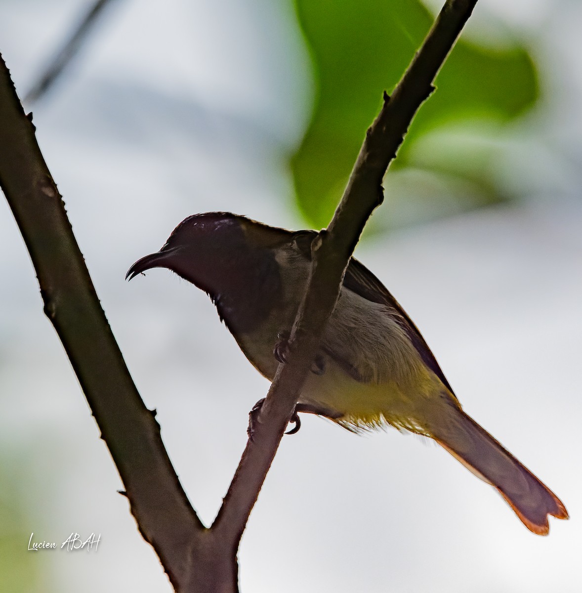 Reichenbach's Sunbird - ML623996490