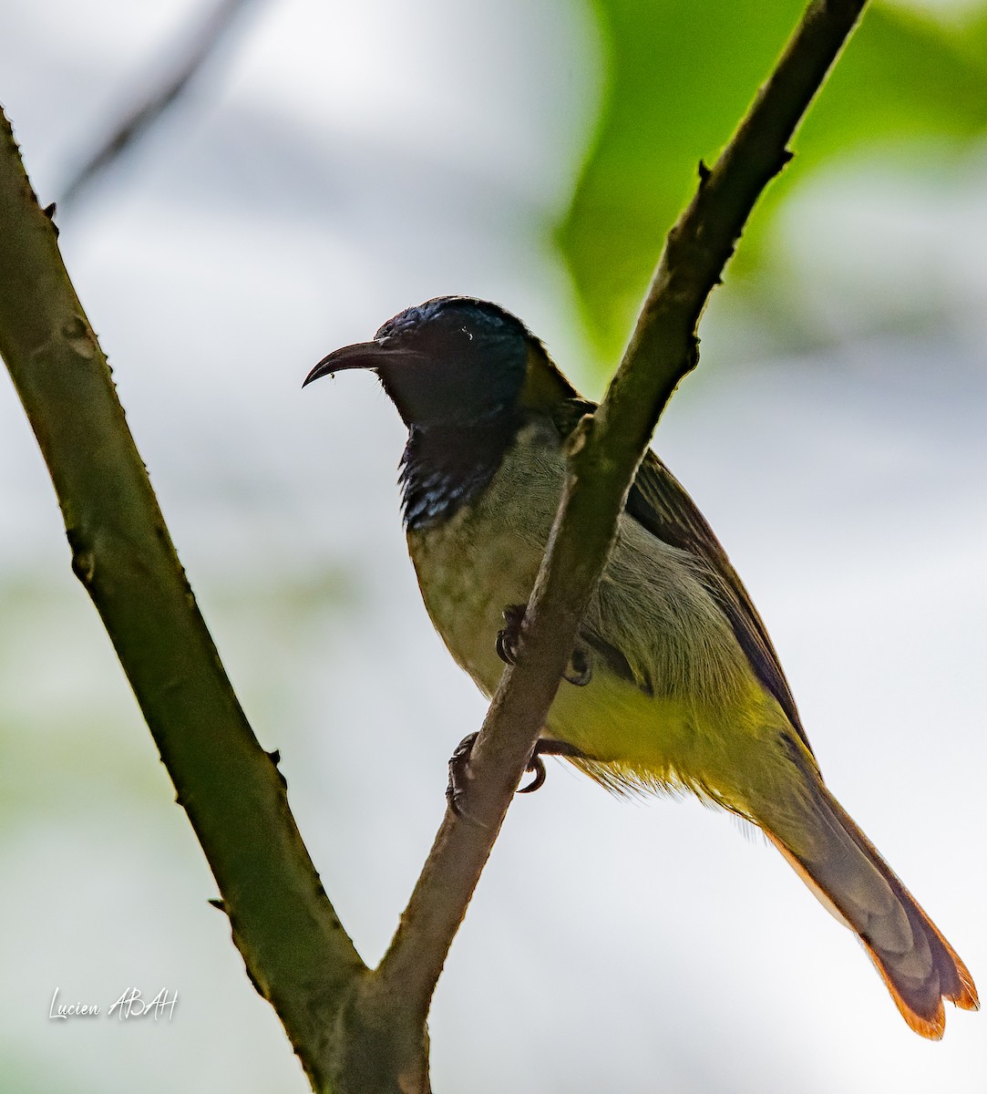 Reichenbach's Sunbird - ML623996491