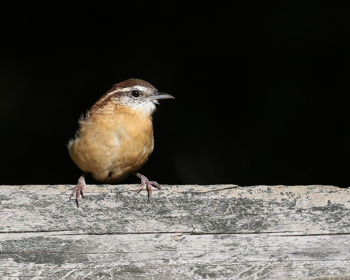 Carolina Wren - David Kirschke