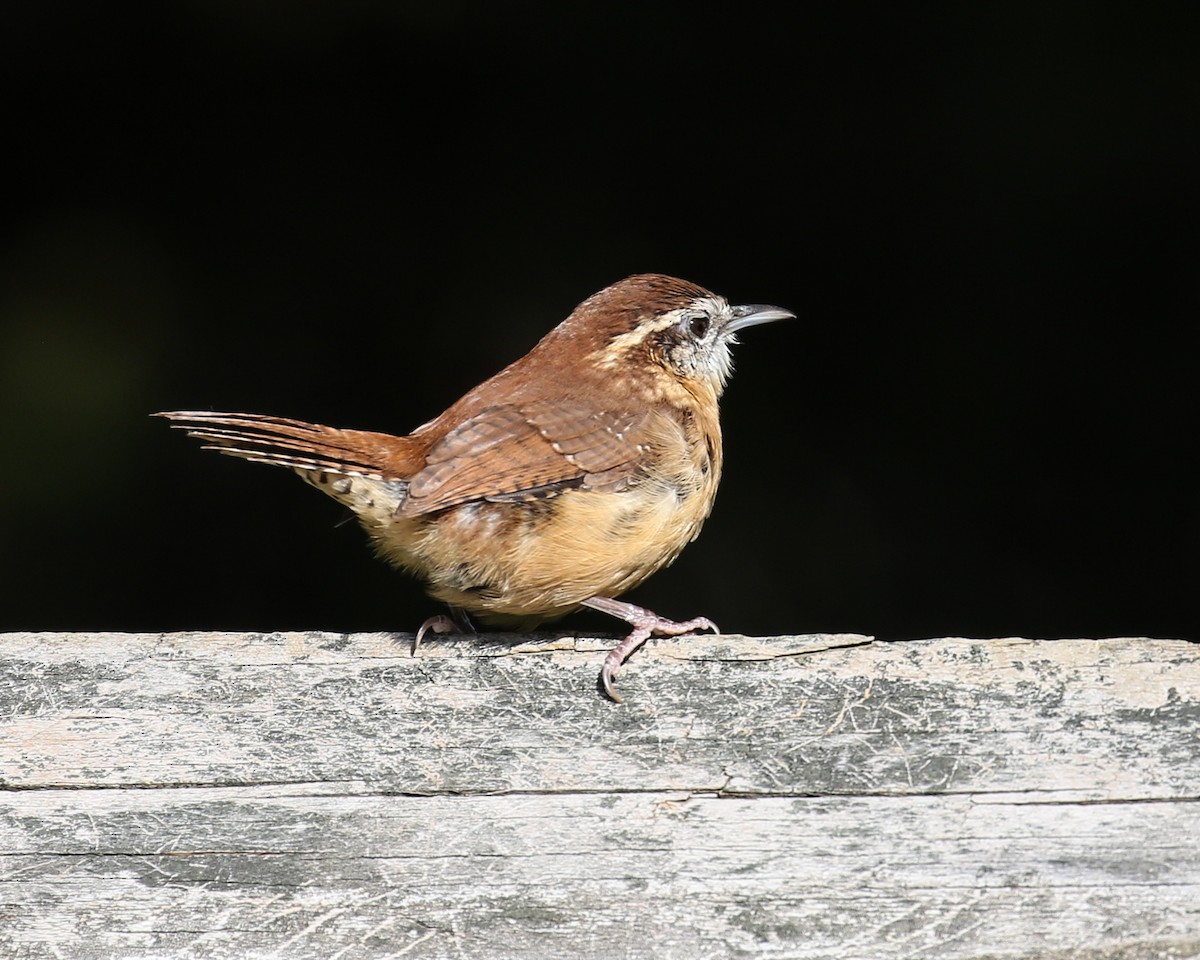 Carolina Wren - David Kirschke