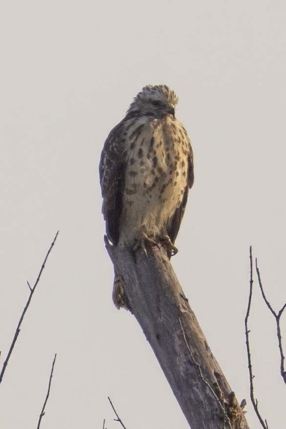 Red-shouldered Hawk - ML623996555