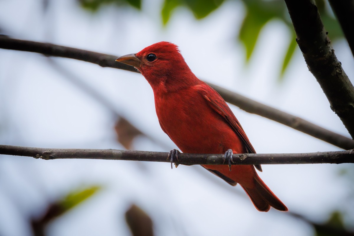 Summer Tanager - ML623996563