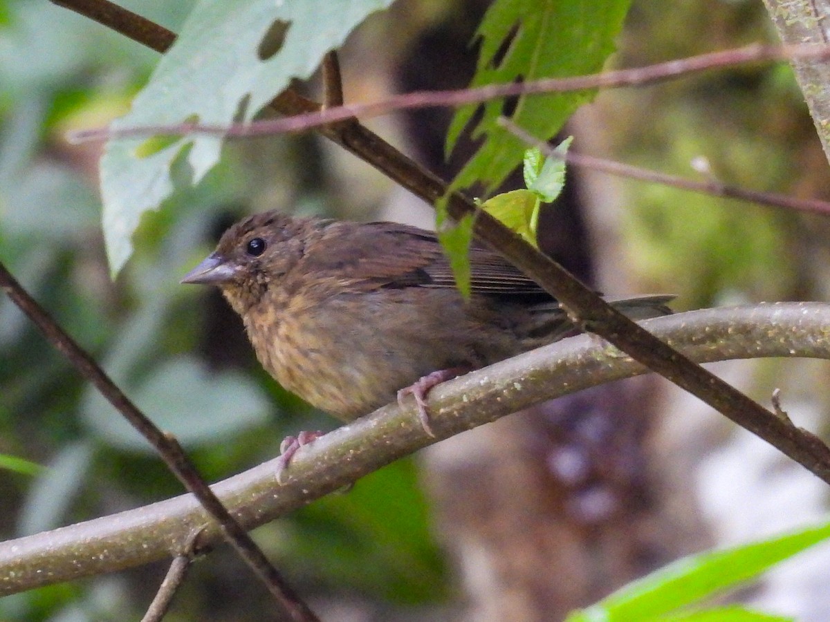 Slaty Finch - ML623996566