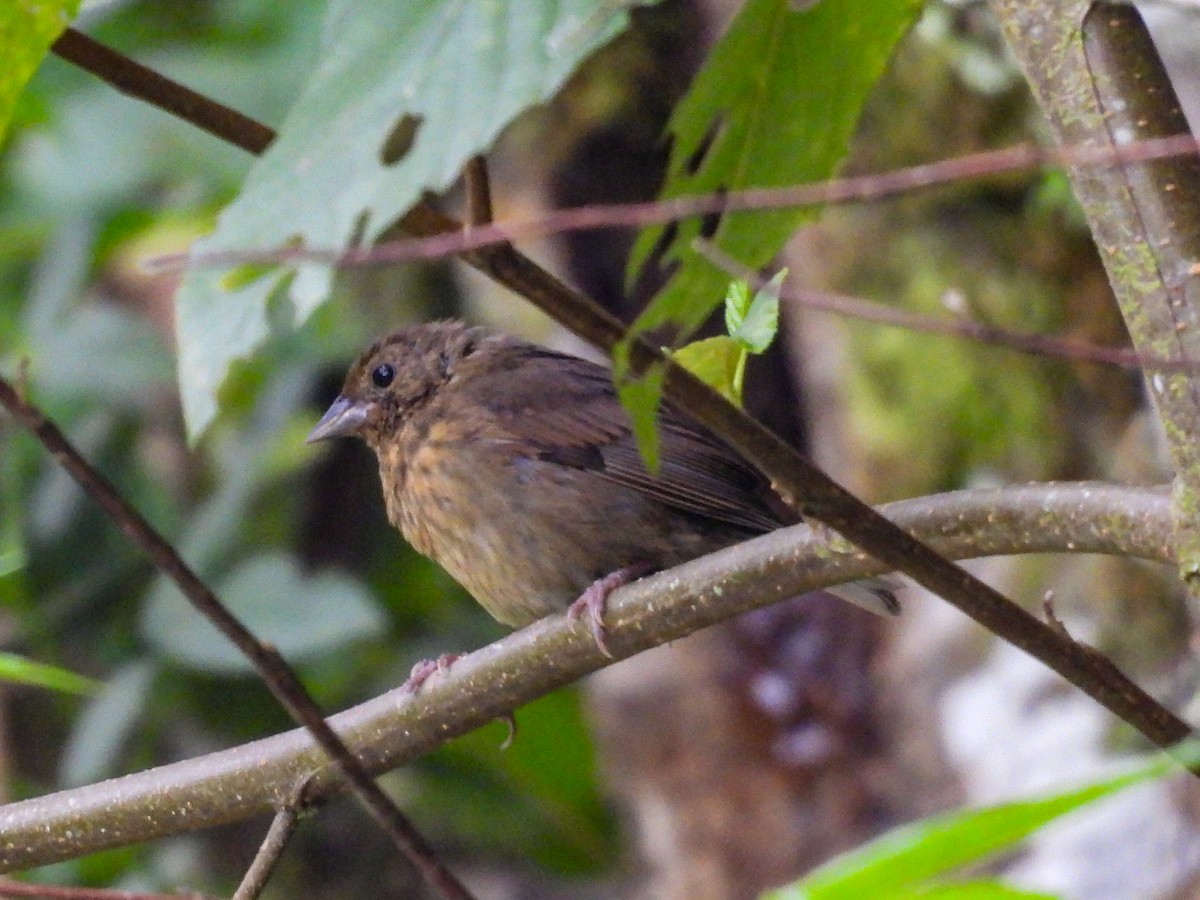 Slaty Finch - ML623996568