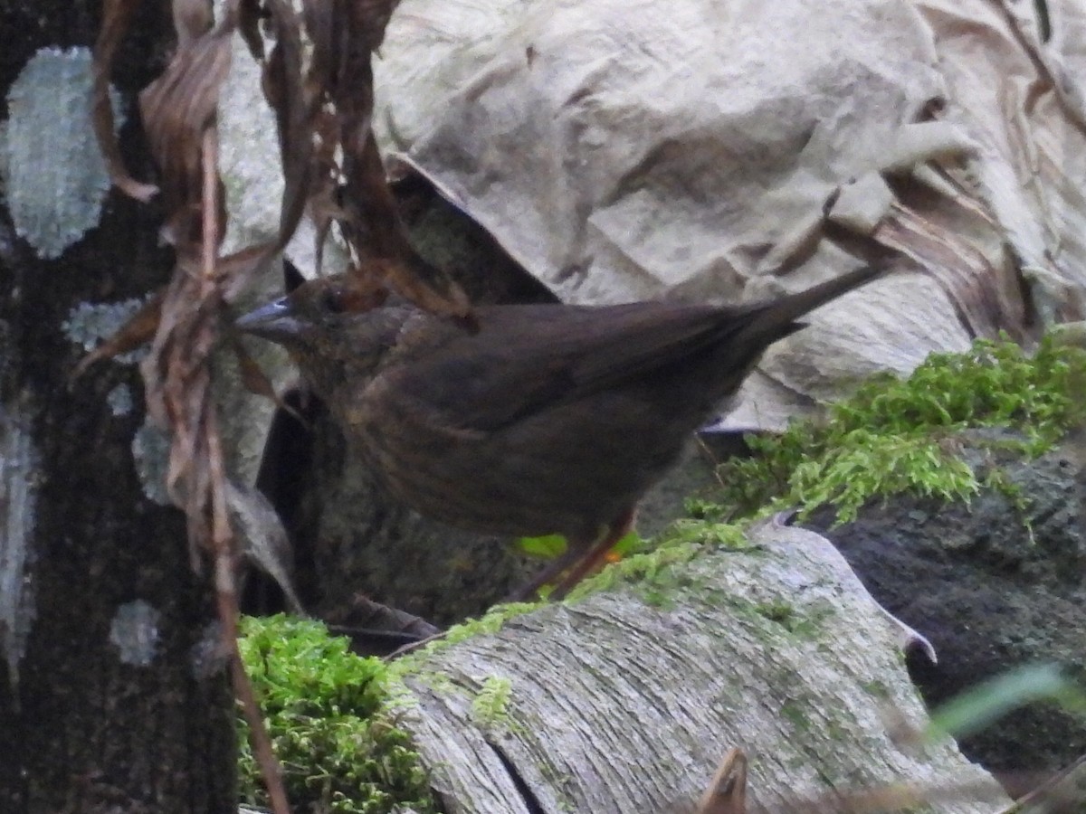 Slaty Finch - ML623996581