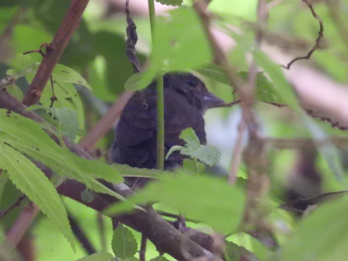 Slaty Finch - ML623996582