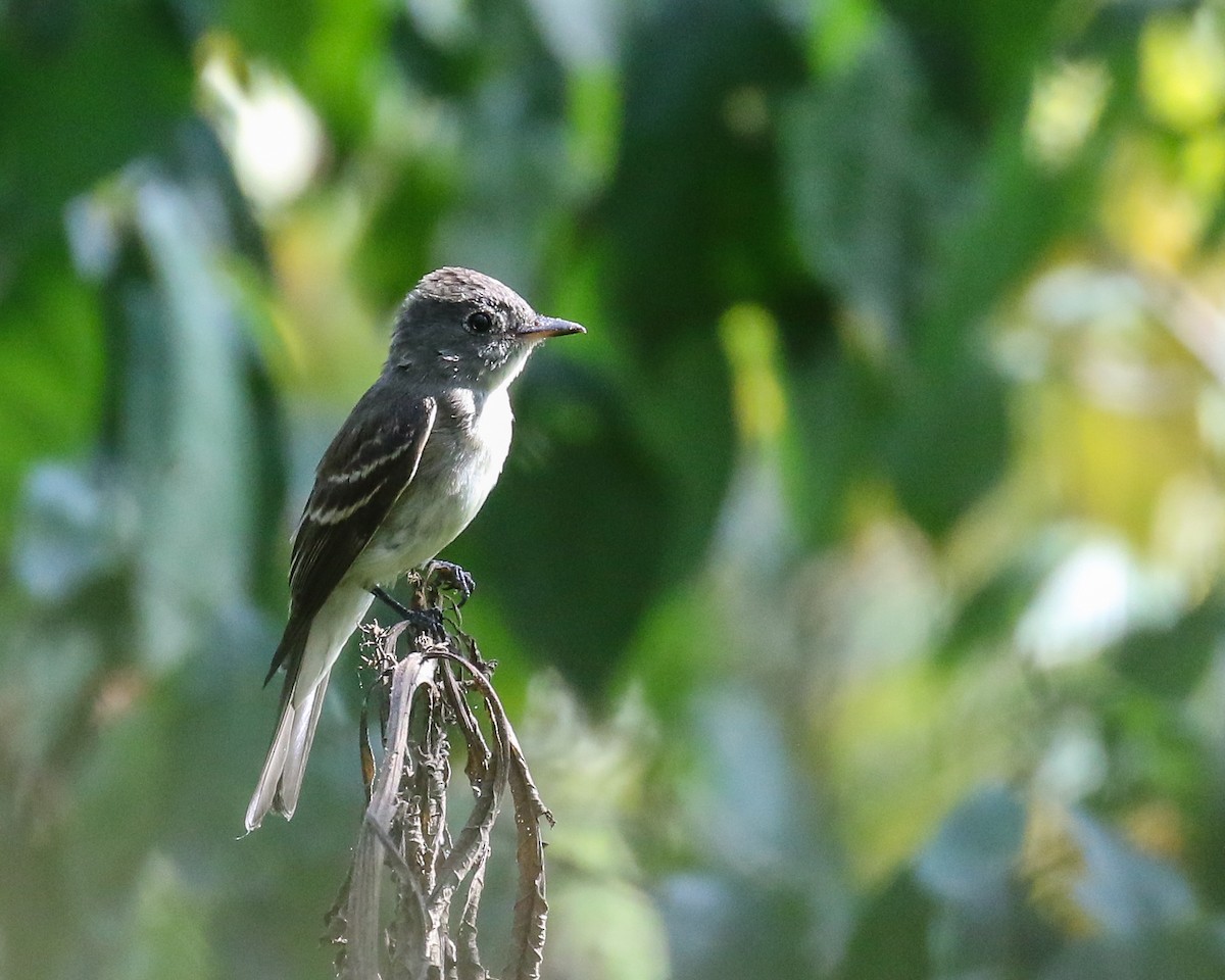 Eastern Wood-Pewee - David Kirschke