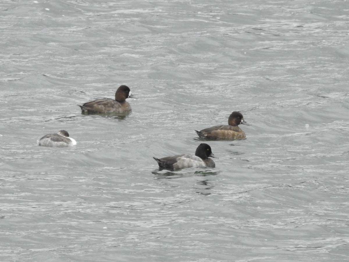 Lesser Scaup - ML623996594