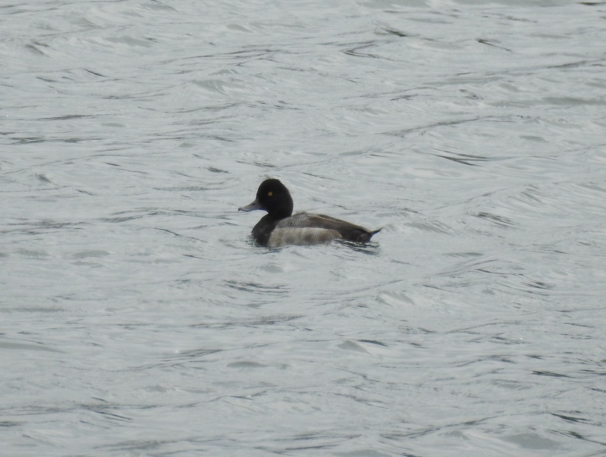 Lesser Scaup - ML623996595