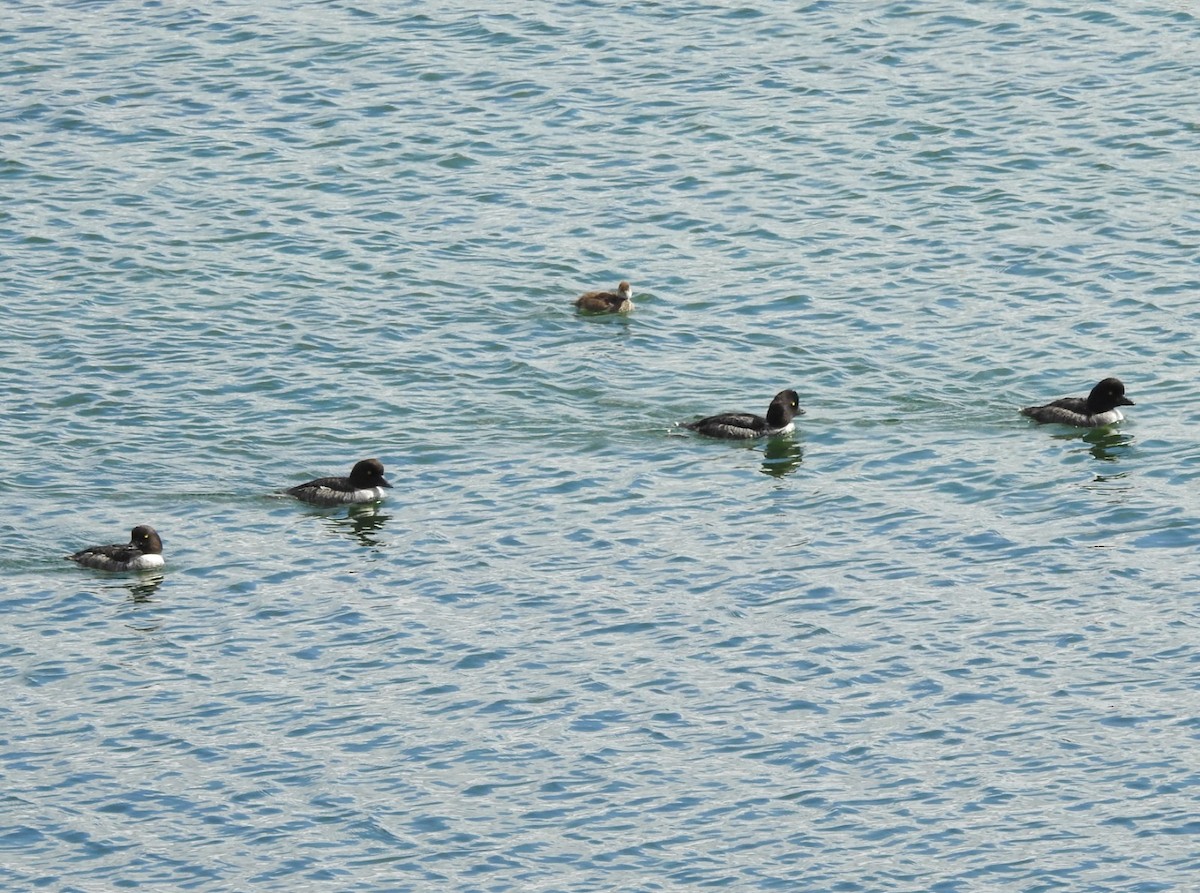 Lesser Scaup - ML623996596