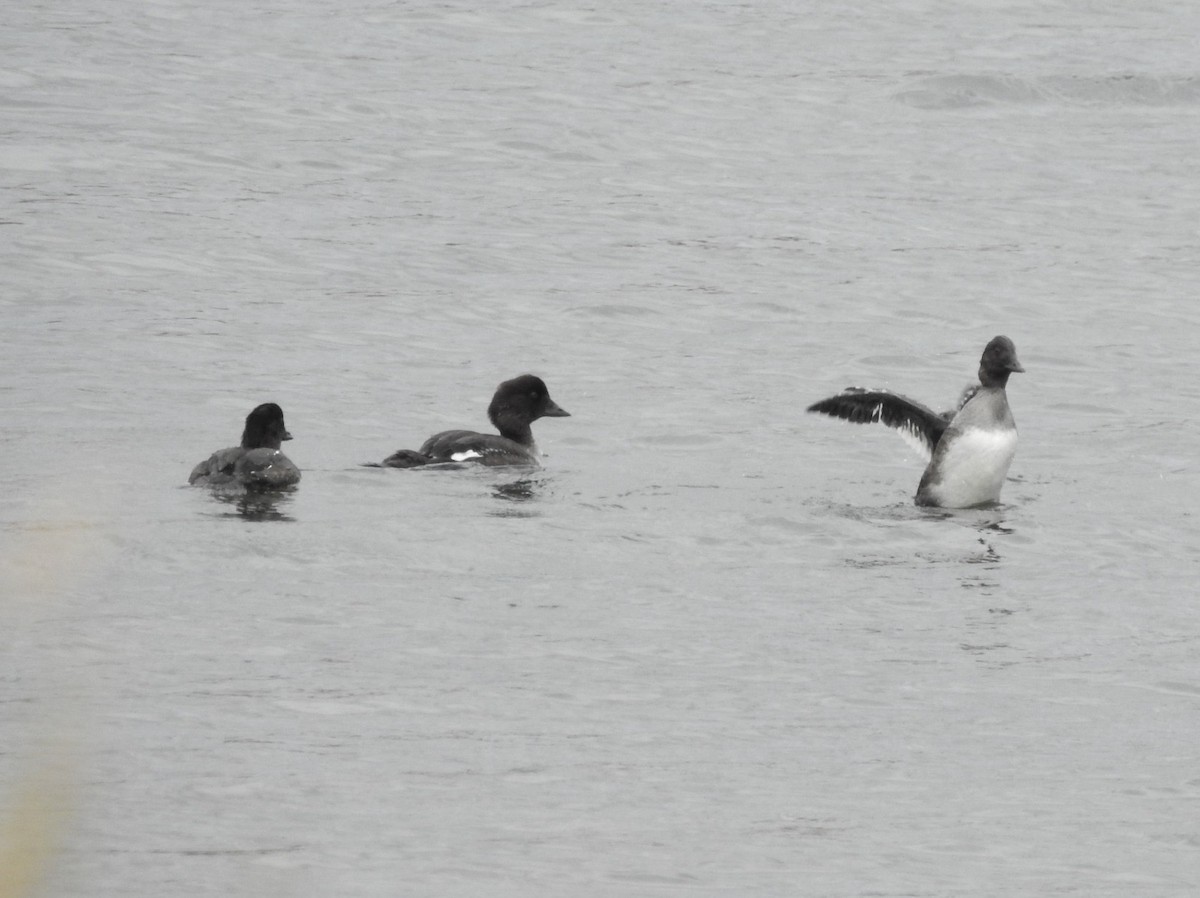 Barrow's Goldeneye - ML623996612