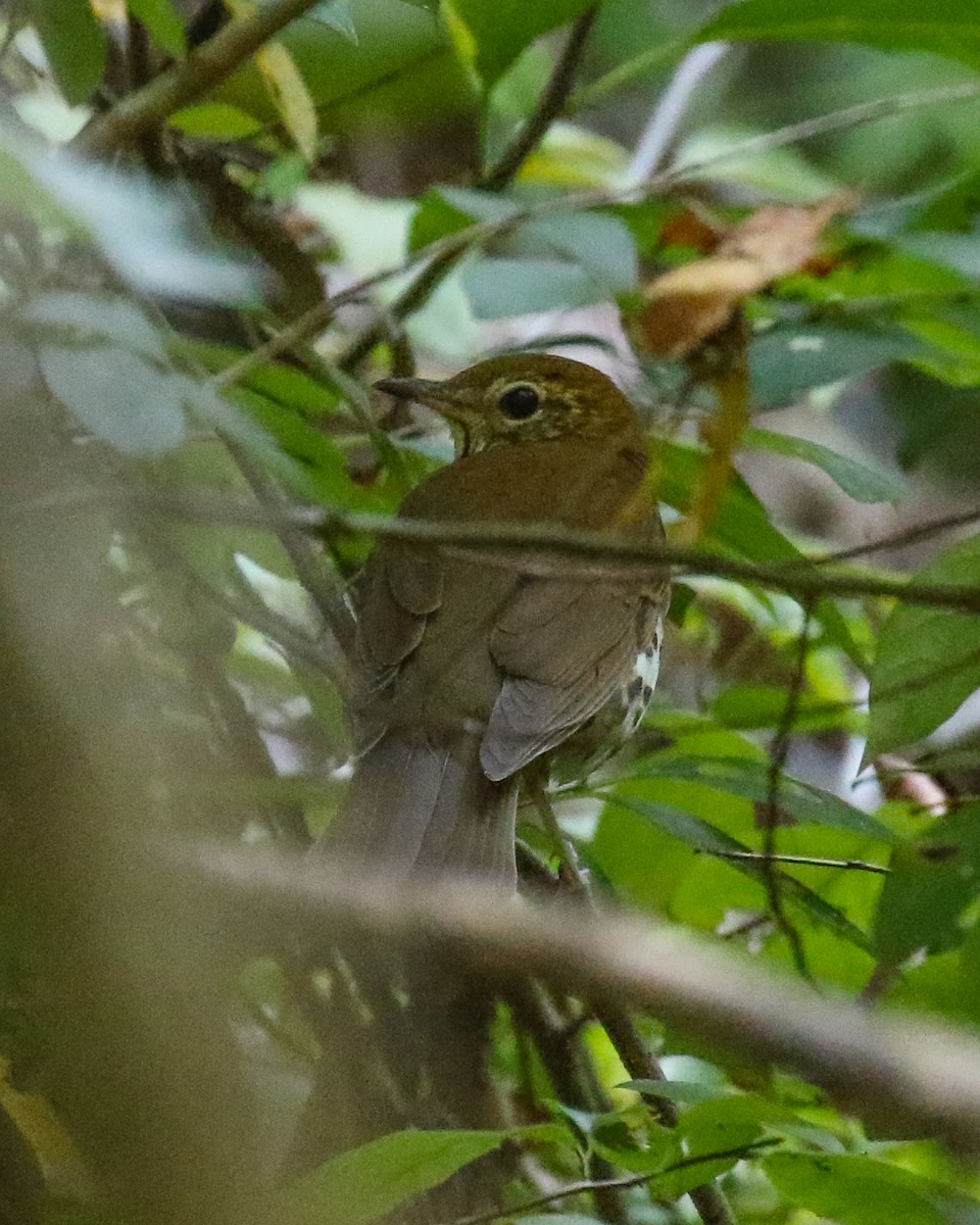 Wood Thrush - ML623996614