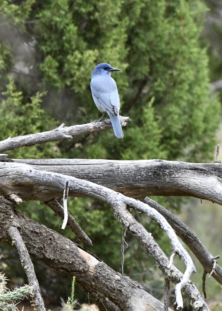 Pinyon Jay - ML623996617