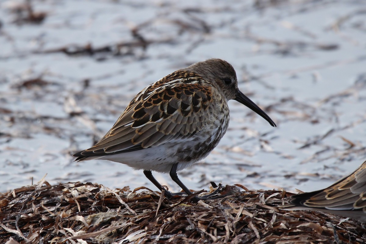 Dunlin - ML623996621