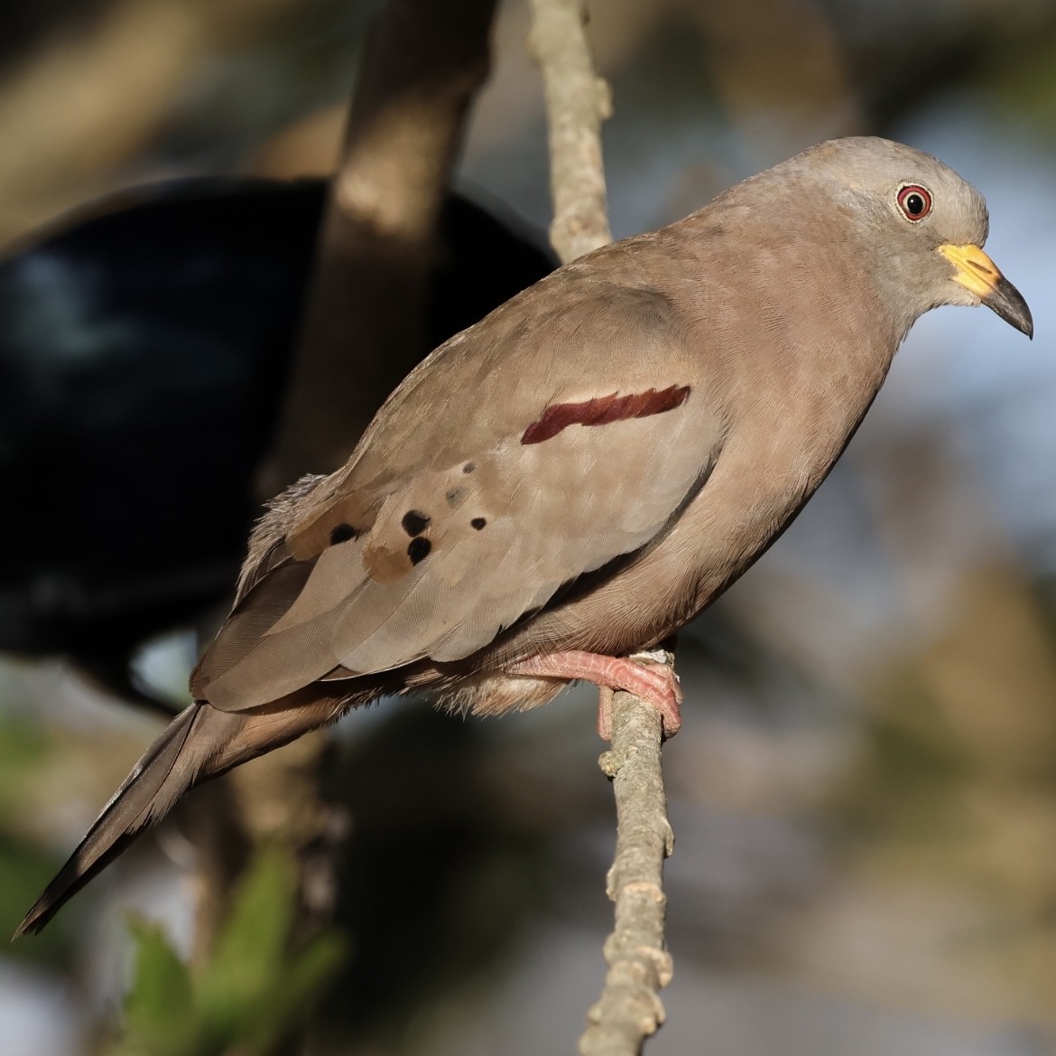 Croaking Ground Dove - ML623996634