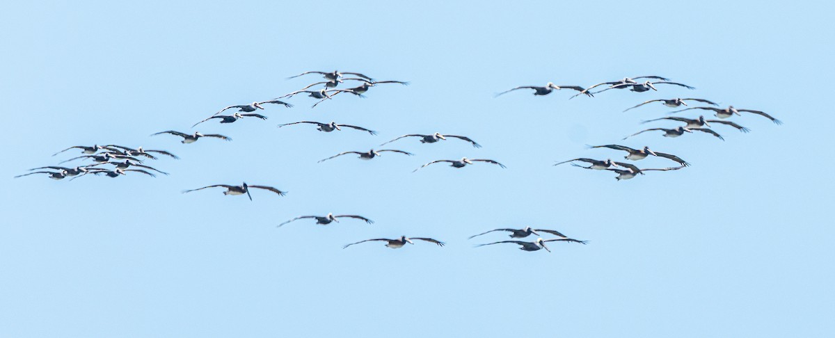 Brown Pelican - ML623996646