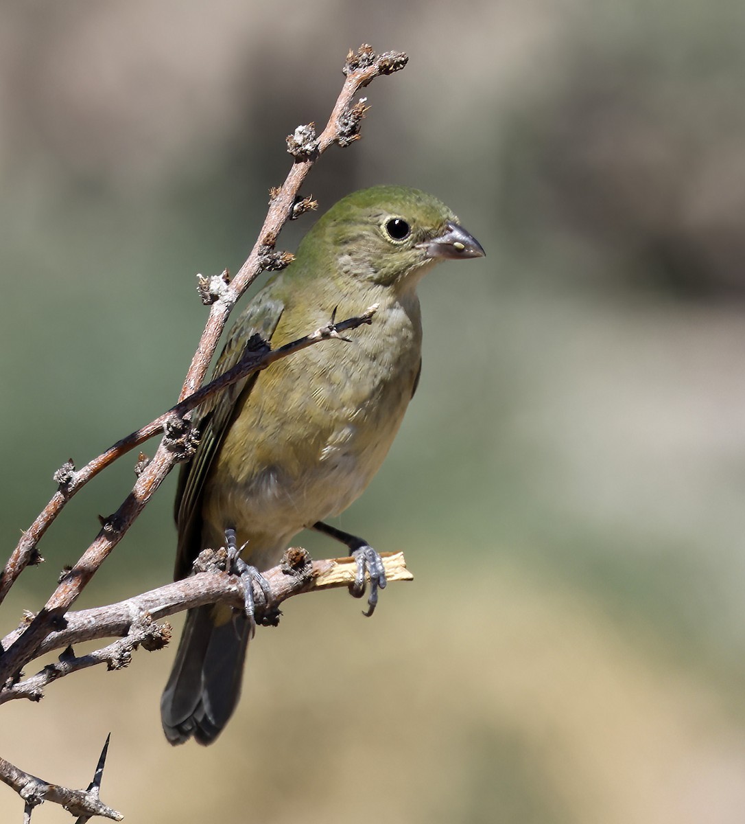 Painted Bunting - ML623996672