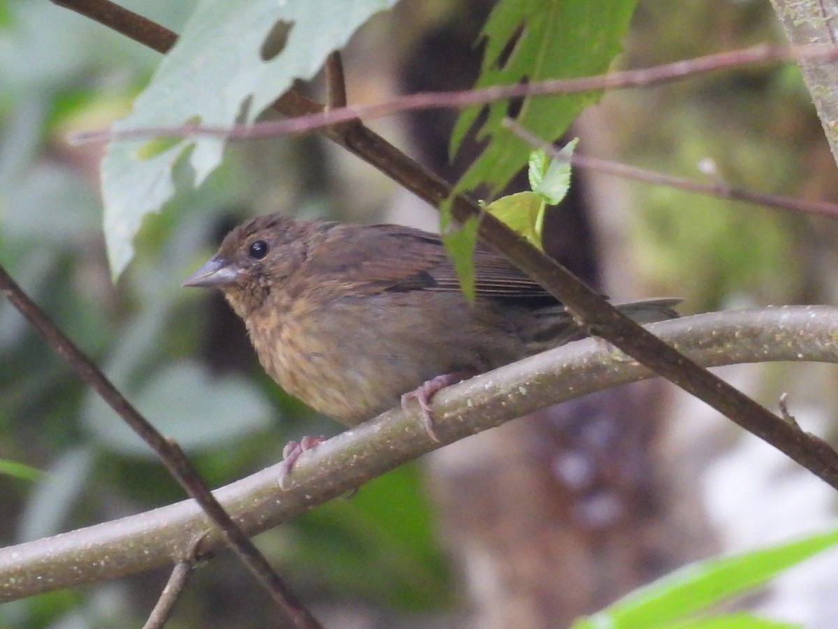 Slaty Finch - ML623996674