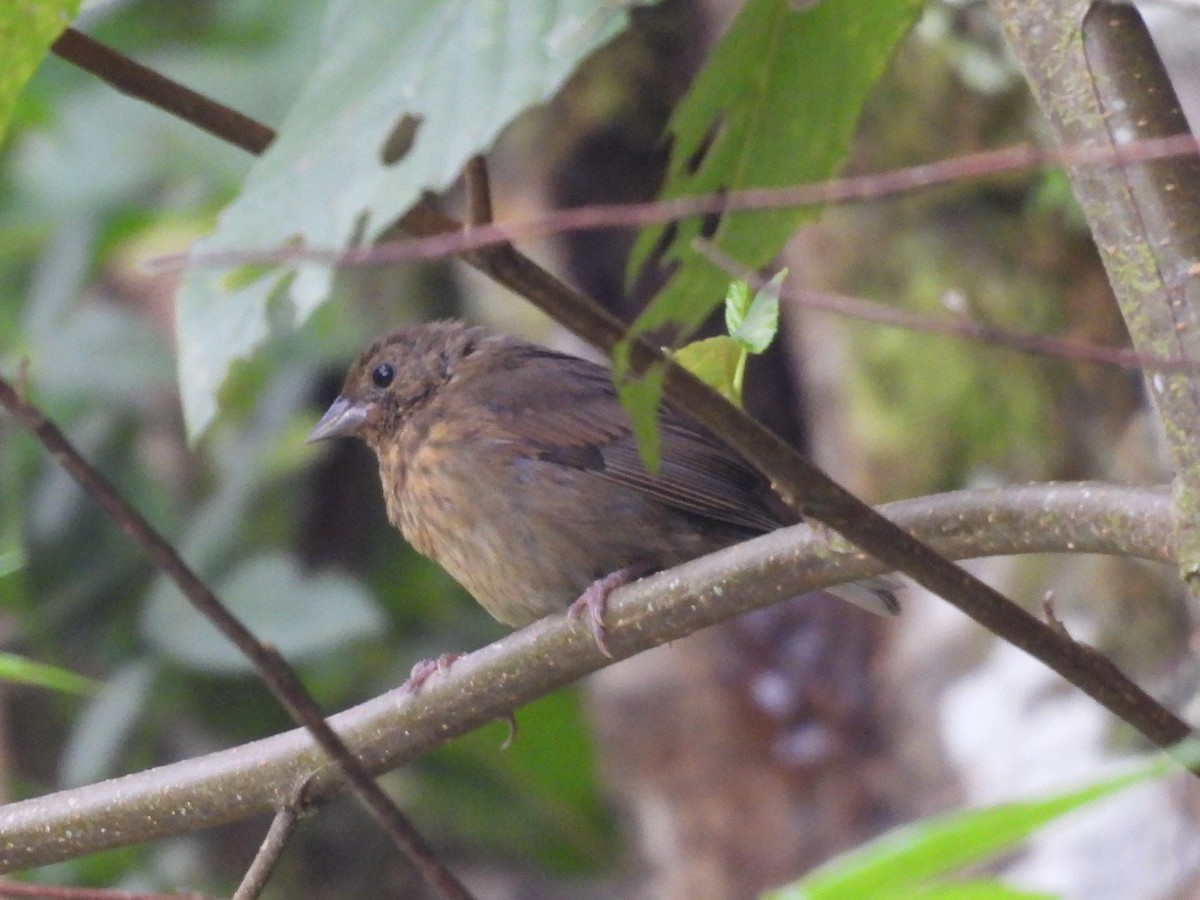 Slaty Finch - ML623996675