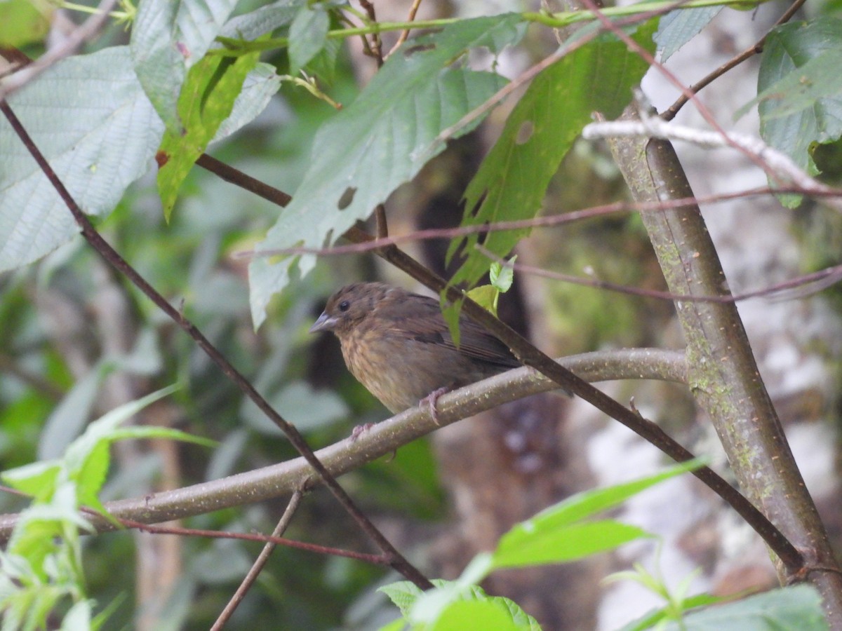 Slaty Finch - ML623996676