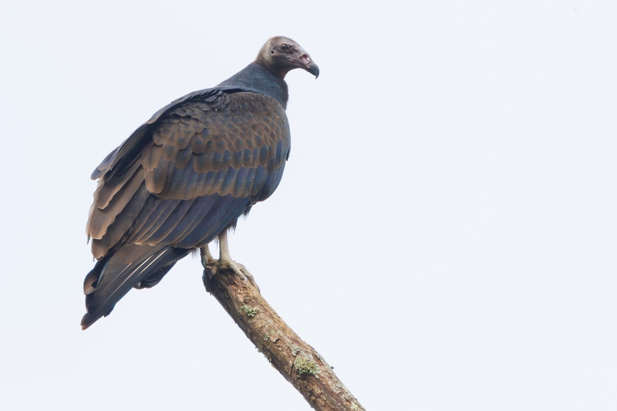 Turkey Vulture - Tim Loyd