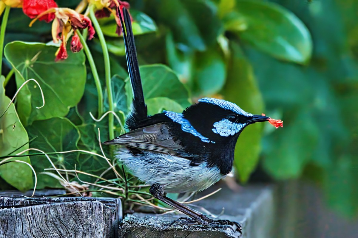 Superb Fairywren - ML623996731